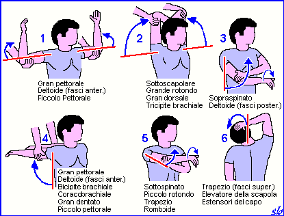 fisioterapia esercizi di stretching